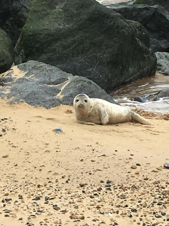 Coastal Terrace Dogs Welcome Optional Hot Tub Villa Sea Palling Exterior foto
